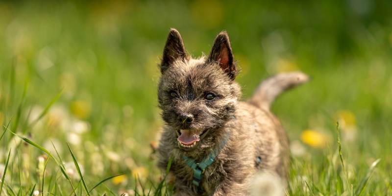 smartest and easy to train small dog