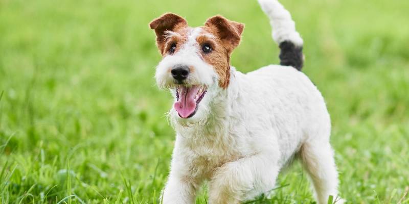 smart small dog fox terrier