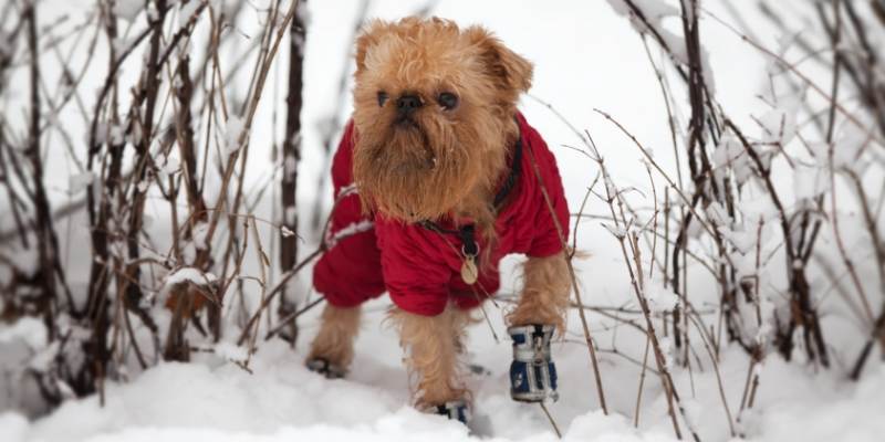 best behaved small dog breed