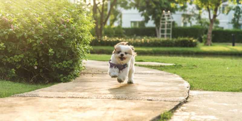 shih tzu puppy