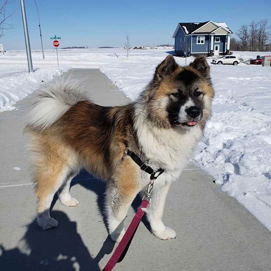 Akita Chow Mix aka Chakita: Full Guide to the Breed