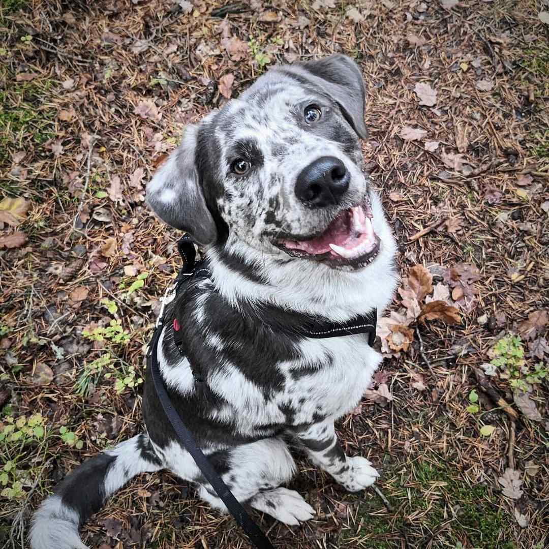 australian shepherd lab mix        
        <figure class=