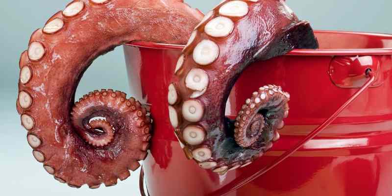 Can Dogs Eat Octopus? Raw, Cooked, or Dried?