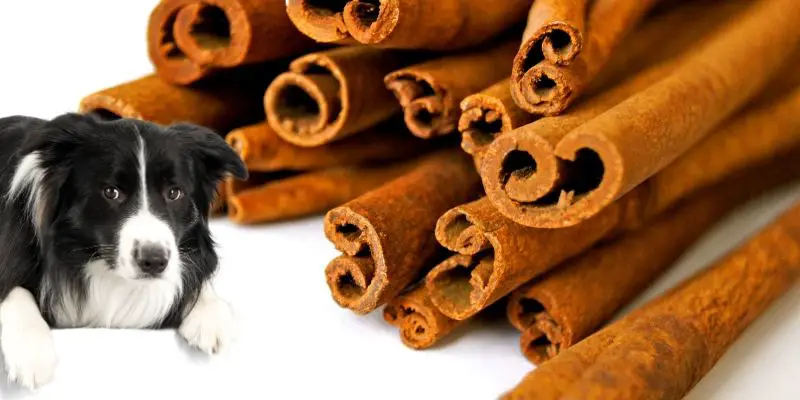 will cinnamon hurt dogs