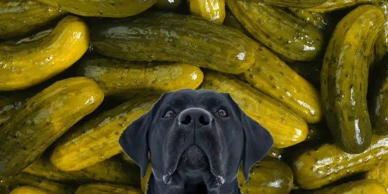 are pickles bad for dogs, can dogs eat pickles?