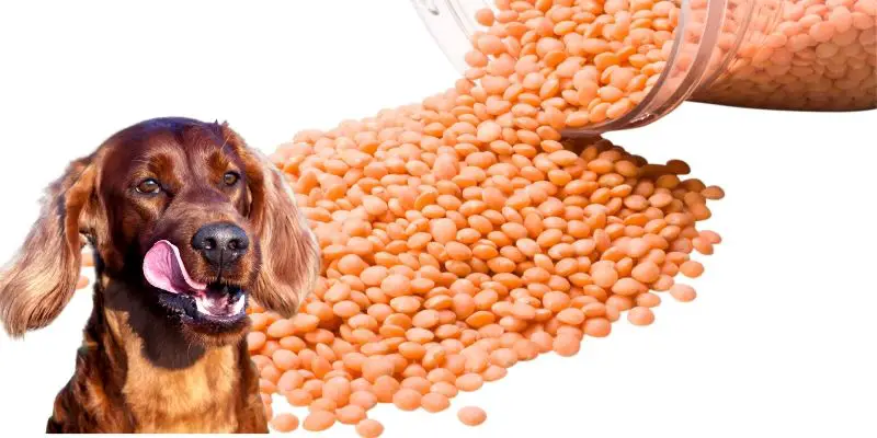 can dogs have lentils