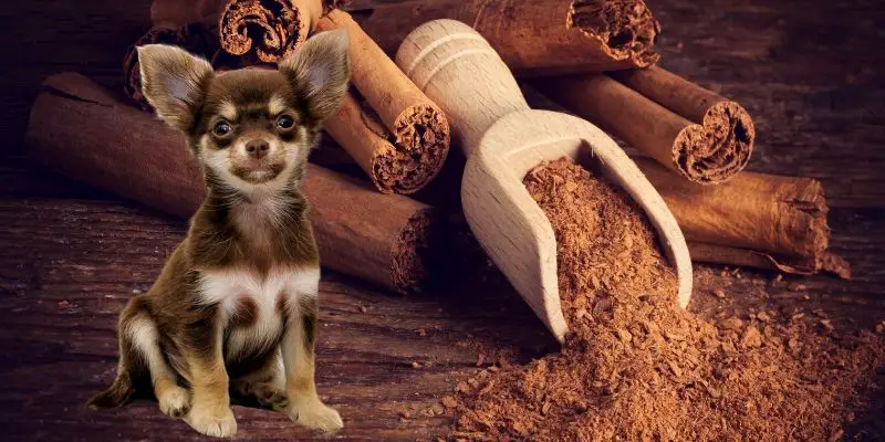 can dogs have cinnamon
