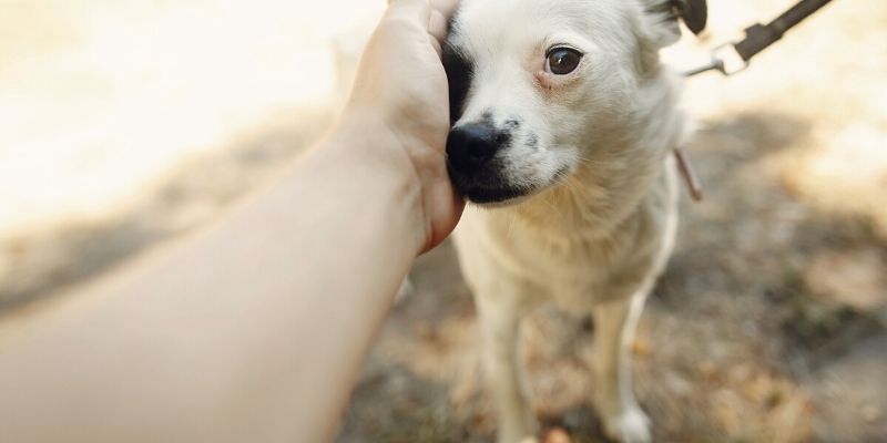 scared dog