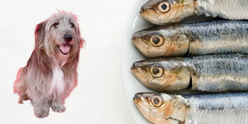 dogs love sardines