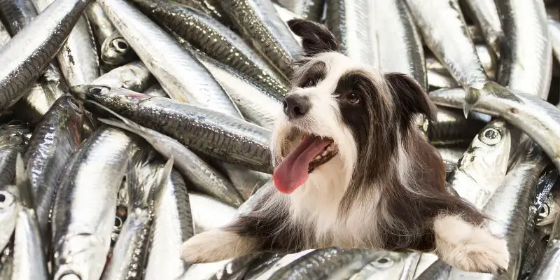 dog and raw sardines