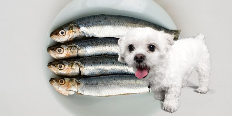 dog wants sardines