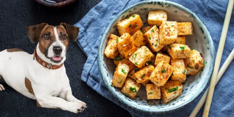 can dogs eat tofu