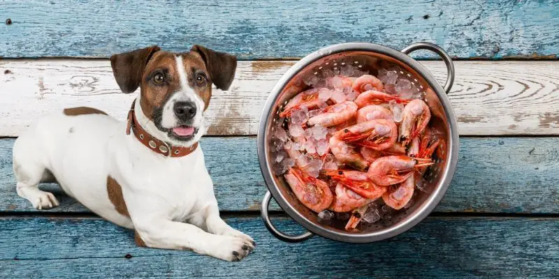 can dogs eat shrimp