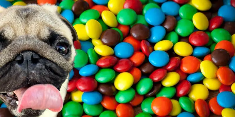 can dogs eat skittles