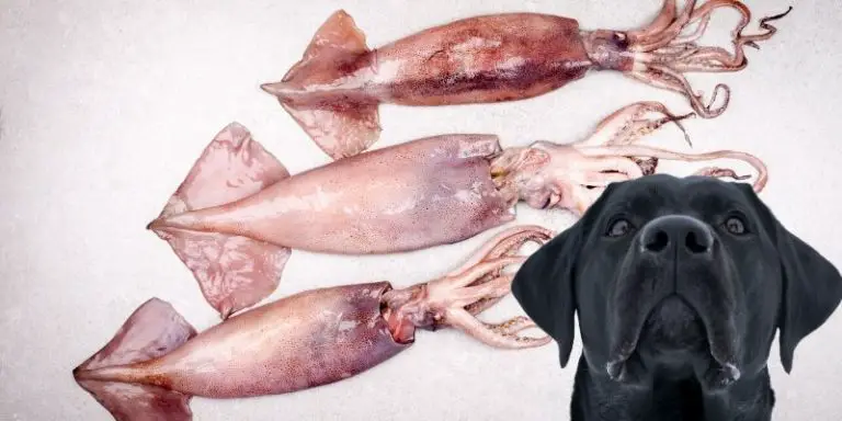 Can Dogs Eat Squid: Raw, Fried, Dried? or It's Poisonous?