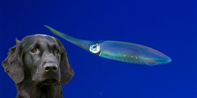Can Dogs Eat Squid: Raw, Fried, Dried? or It's Poisonous?