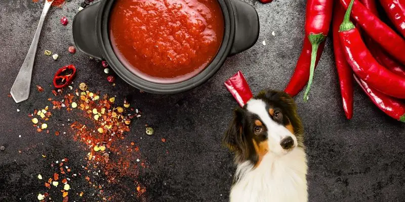is hot sauce bad for dogs