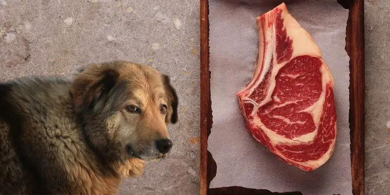 steak-can-dogs-eat-steak-everything-you-need-to-know