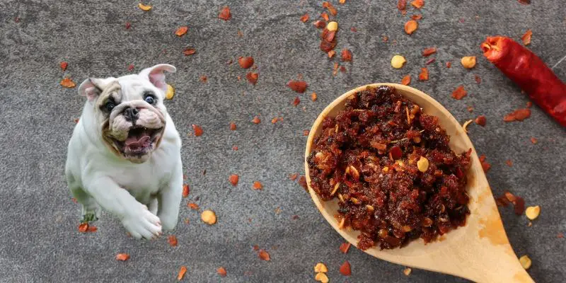 can dogs taste spicy foods