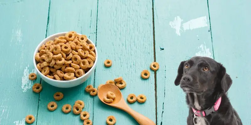 can dogs eat cheerios