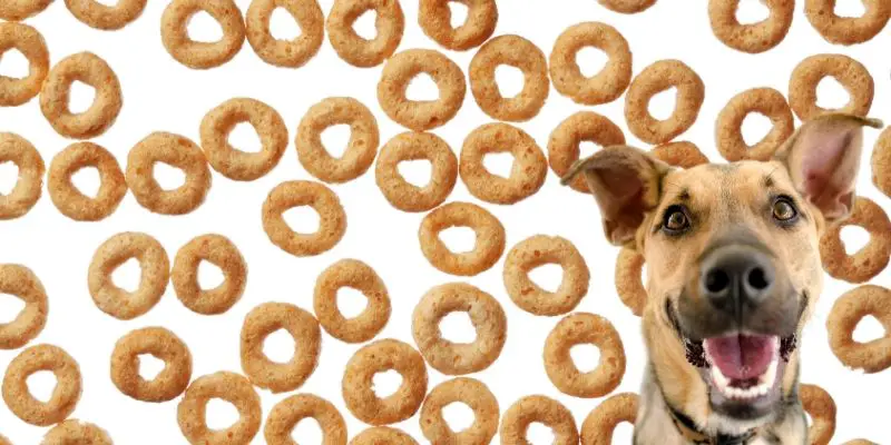 dog eat cheerios treat