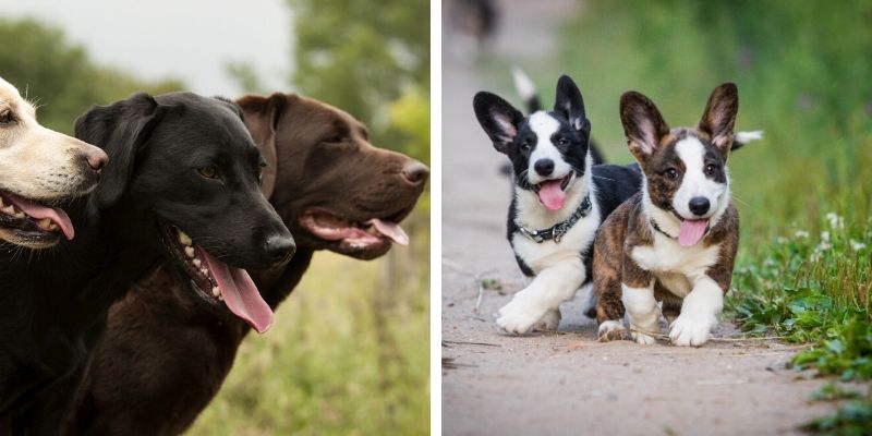 corgi lab mix 