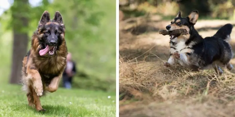 Corgi German Shepherd Mix: the Cutest Protector For Your Family