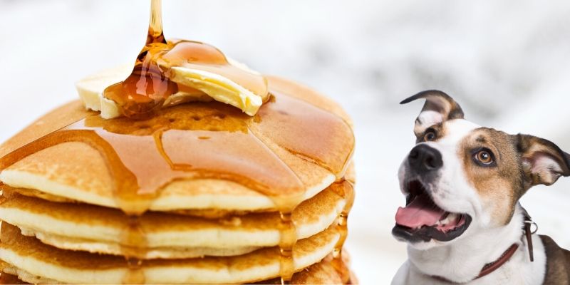 dog eating pancakes