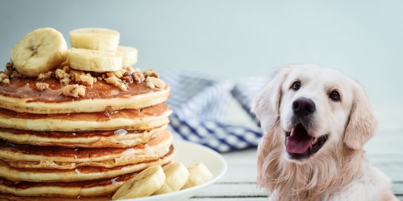 can dogs eat pancakes with maple syrup