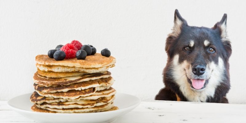 can dogs have pancakes with syrup