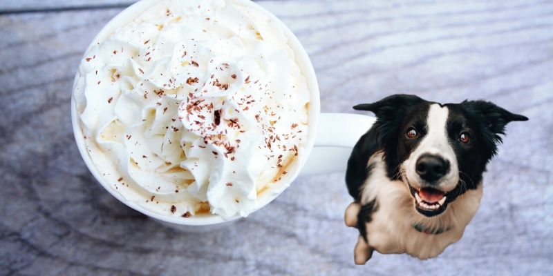 can dogs have whipped cream
