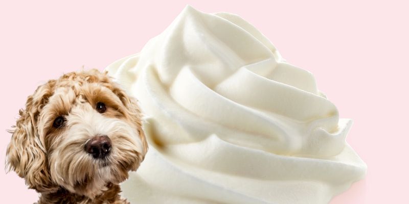 is whipped cream safe for dogs