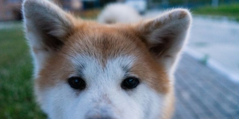 dogs that look like foxes akita inu