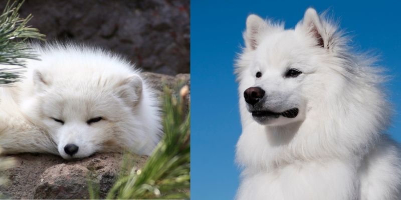 arctic fox like dog breed american eskimo dog