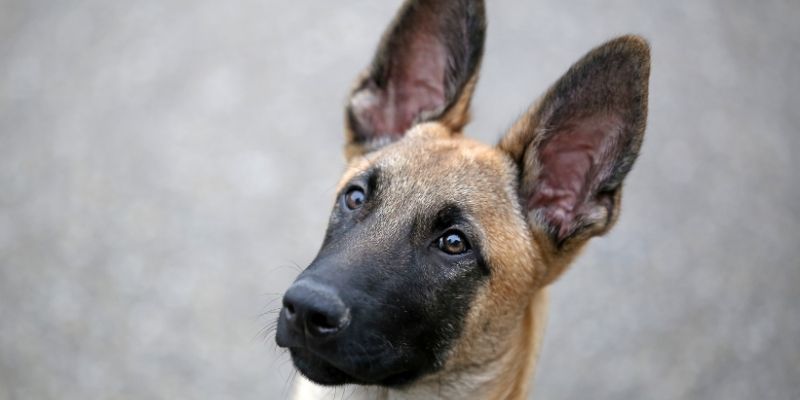 belgian shepherd vs german shepherd
