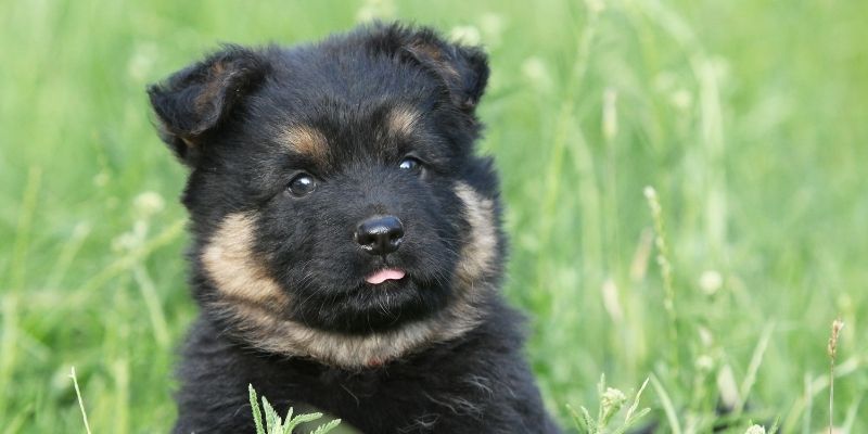 dogs similar to german shepherd
