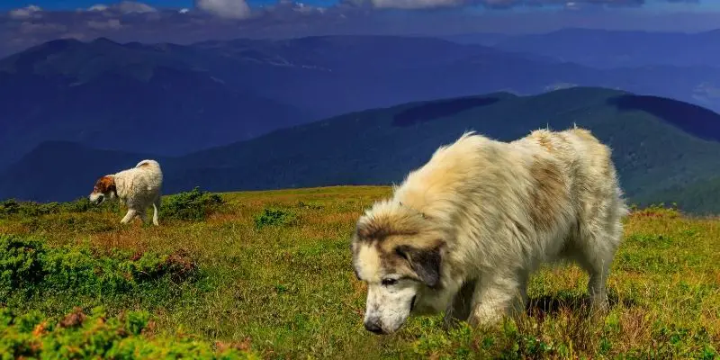 eastern european german shepherd
