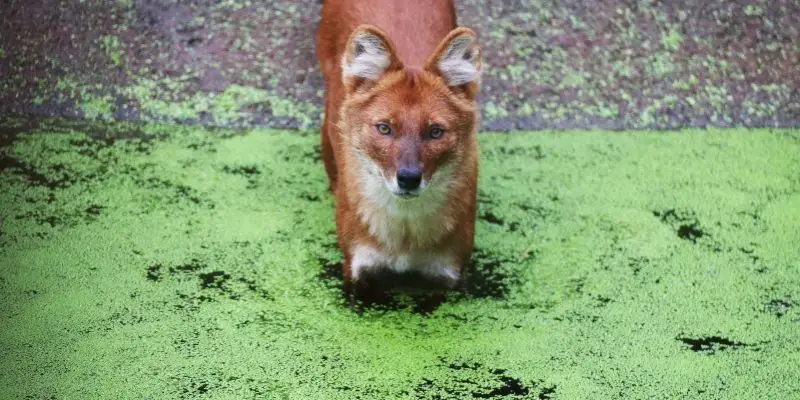 fox dog dhole