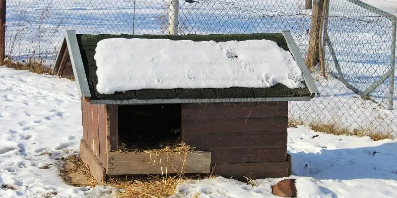 dog house in winder
