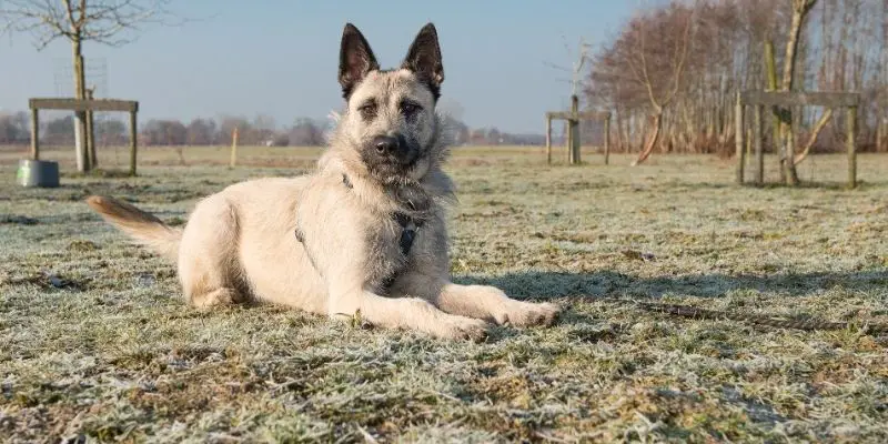 dutch shepherd vs german shepherd
