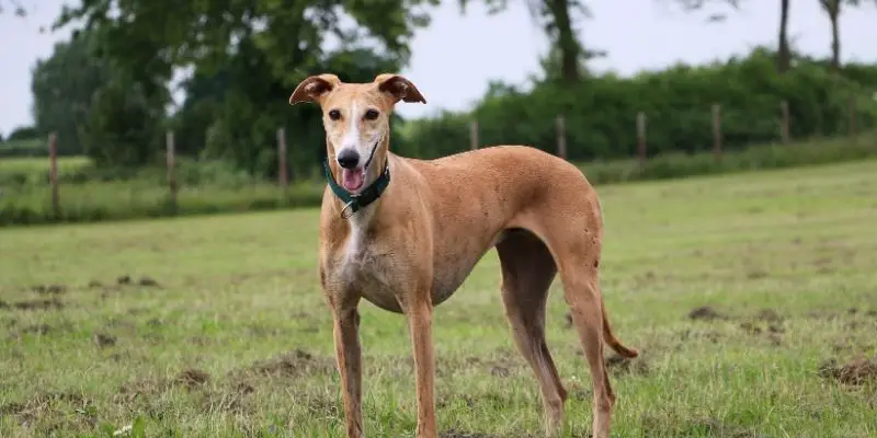 dogs for first-time owners greyhound