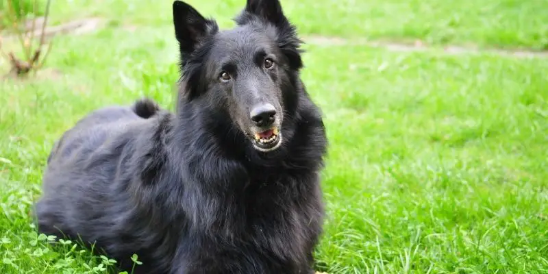 belgian shepherd vs german shepherd
