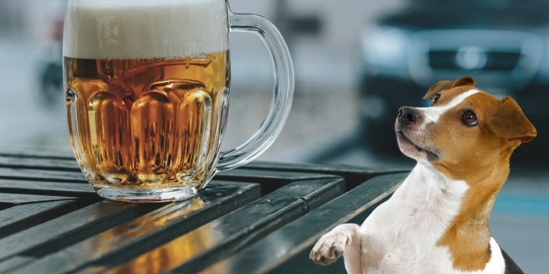 dog looking at beer