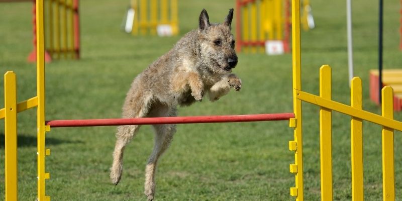 belgian shepherd vs german shepherd
