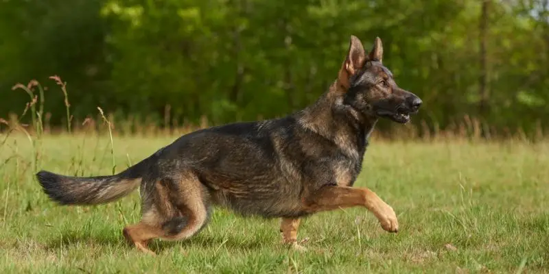 short legged german shepherd
