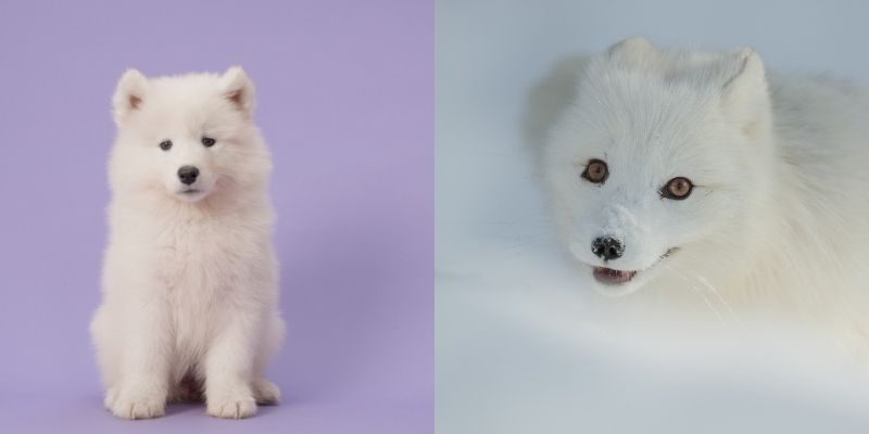 samoyed dog looks like fox arctic 
