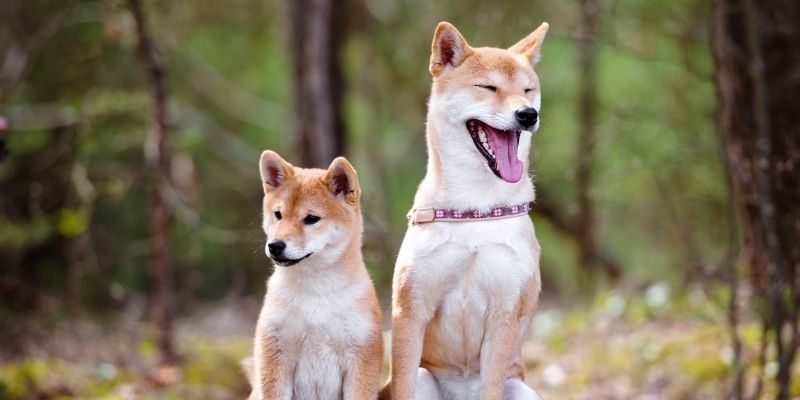 dog breeds that look like a fox