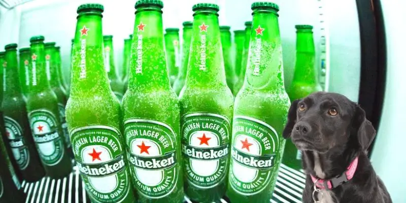 dog beer