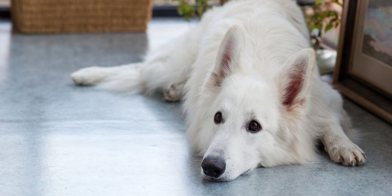 fluffy german shepherd
