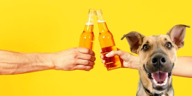 beer for dogs